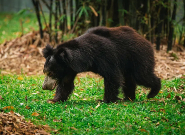 Pinnawala Zoo