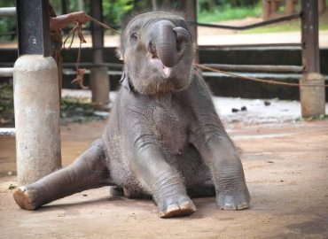 Elephant Orphanage (Zoo)