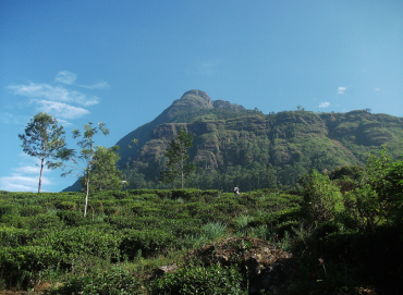 Great Western Mountain