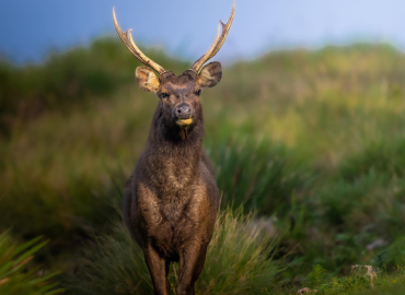 Horton Plains