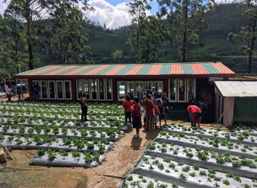 Adma Agro Farm - Strawberries