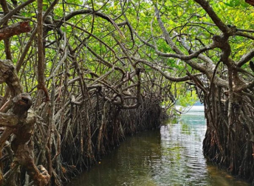 Madu Ganga