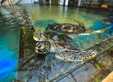 Sea Turtle Hatchery