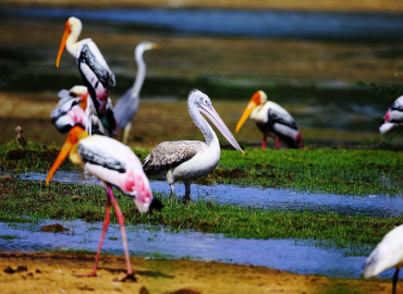 Kumana National Park