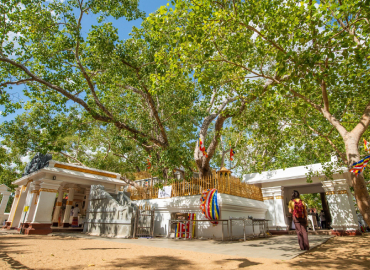 Jaya Sri Maha Bodhi