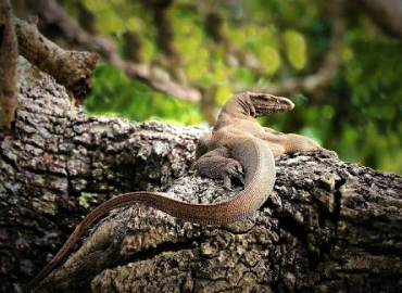 Reptiles at Yala National Park