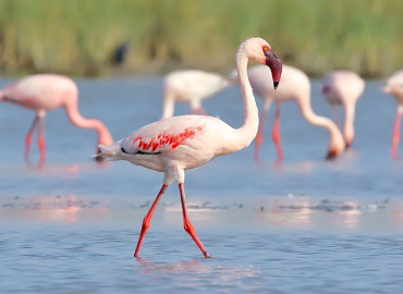 Birdlife at Yala National Park