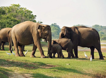 Wild Animals at Yala National Park