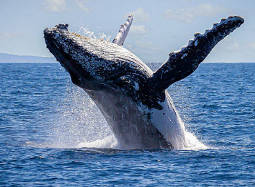 Whale Watching
