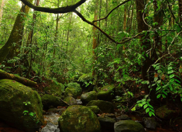 Sinharaja Forest Reserve
