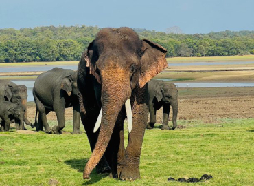 Minneriya National Park